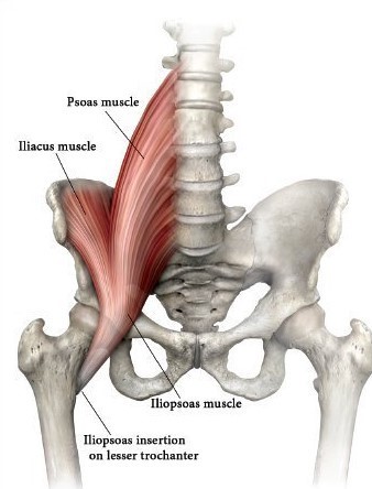 インナーマッスルリリースの説明画像です。腸腰筋の場所を表す図が表示されています。
