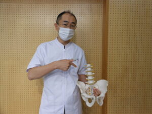 骨盤模型を持っている佐藤です
